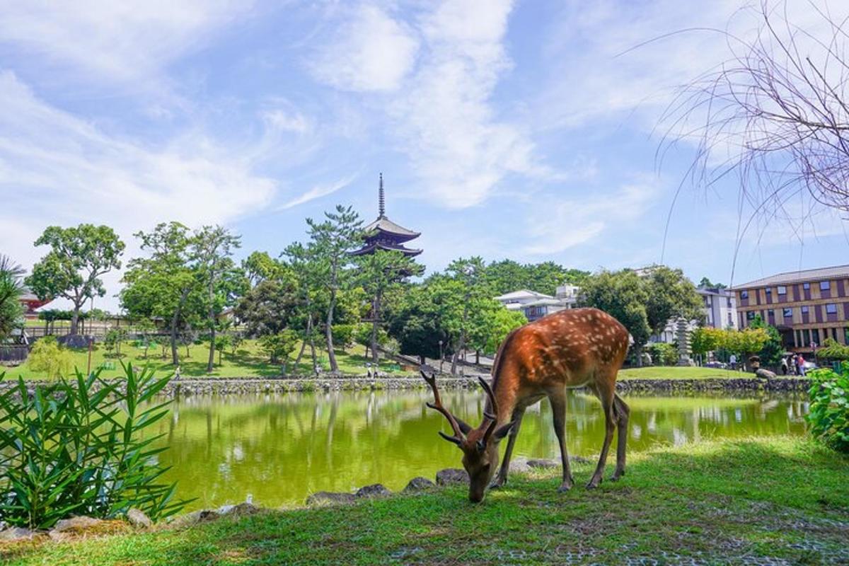 a deer standing in the grass near a lake