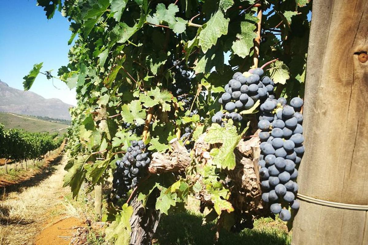 a bunch of grapes hanging from a tree
