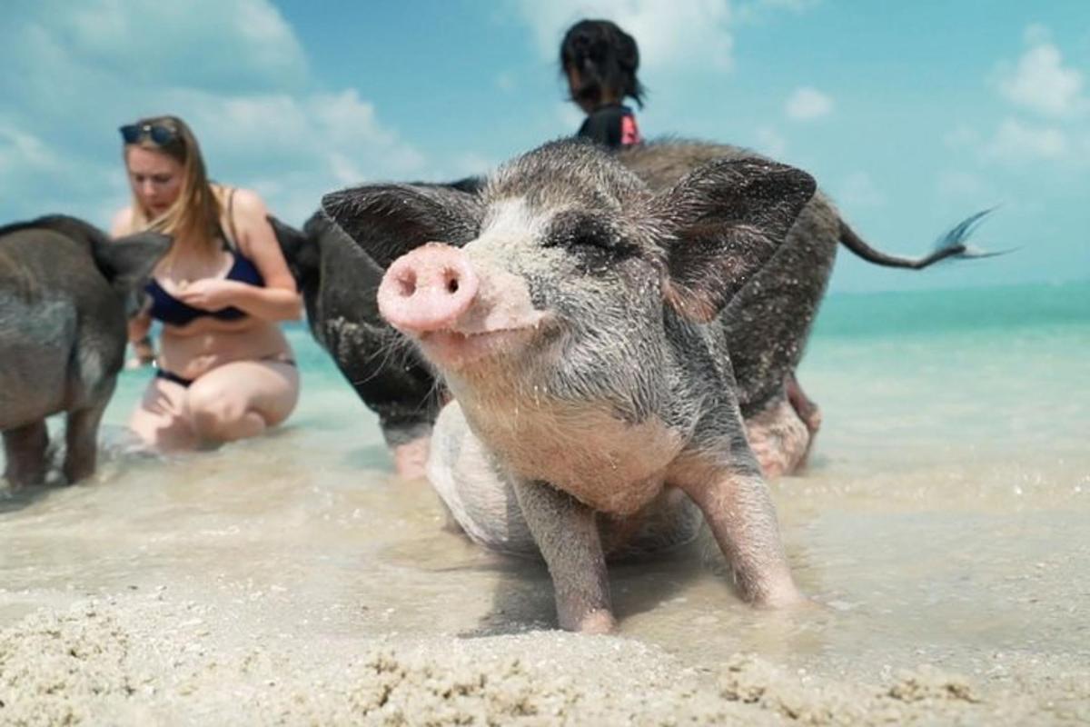 a pig in the water on a beach with people