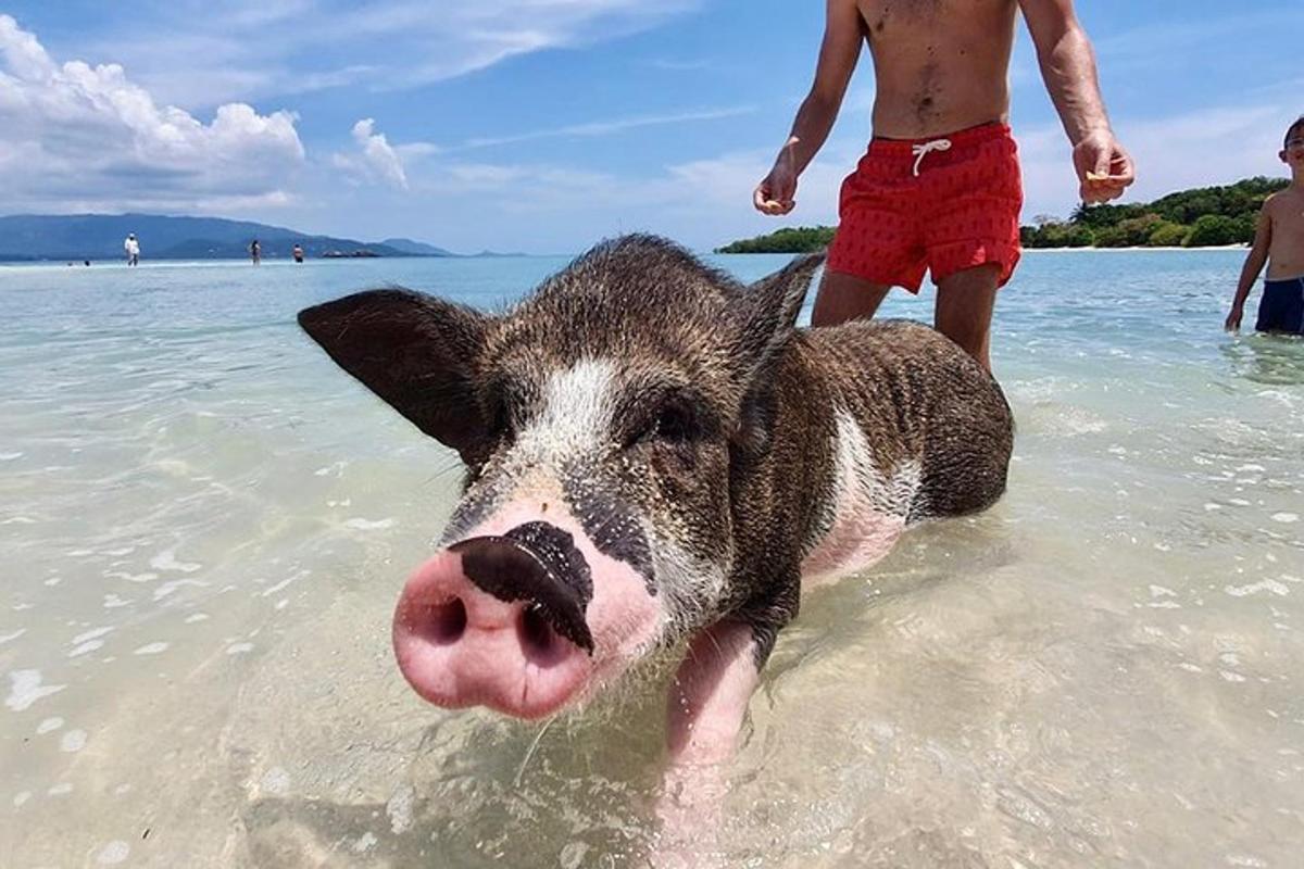 a pig in the water on a beach