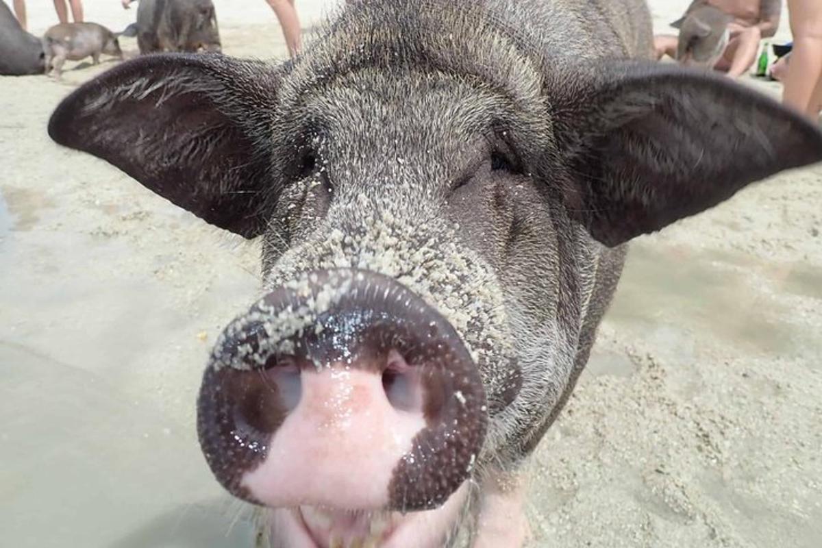 a pig sticking its tongue out in the sand