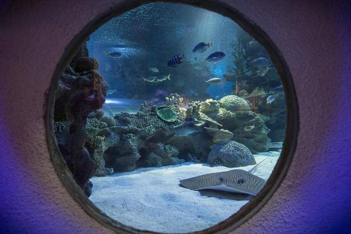 a picture of an aquarium with fish in it