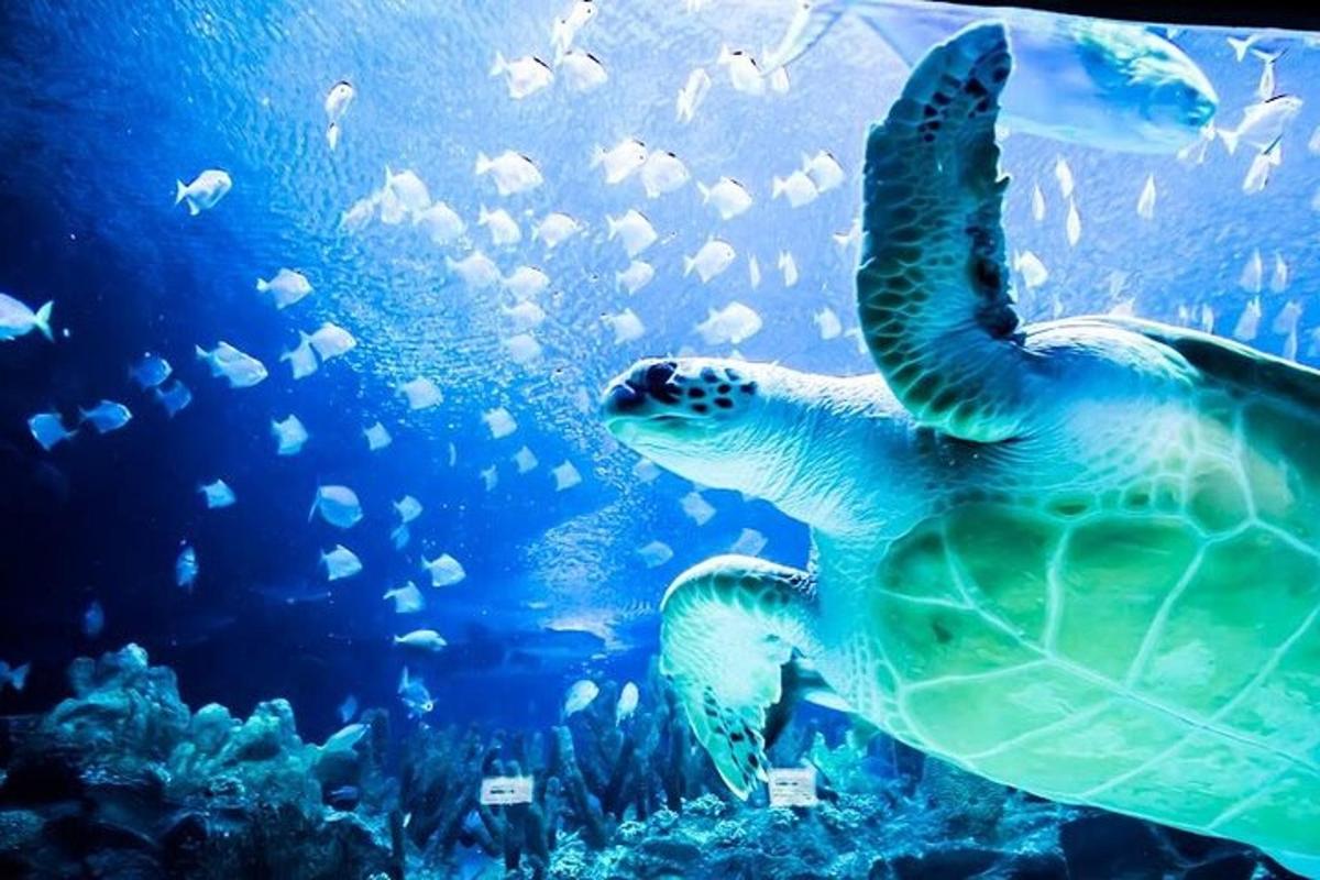 a green sea turtle swimming in an aquarium