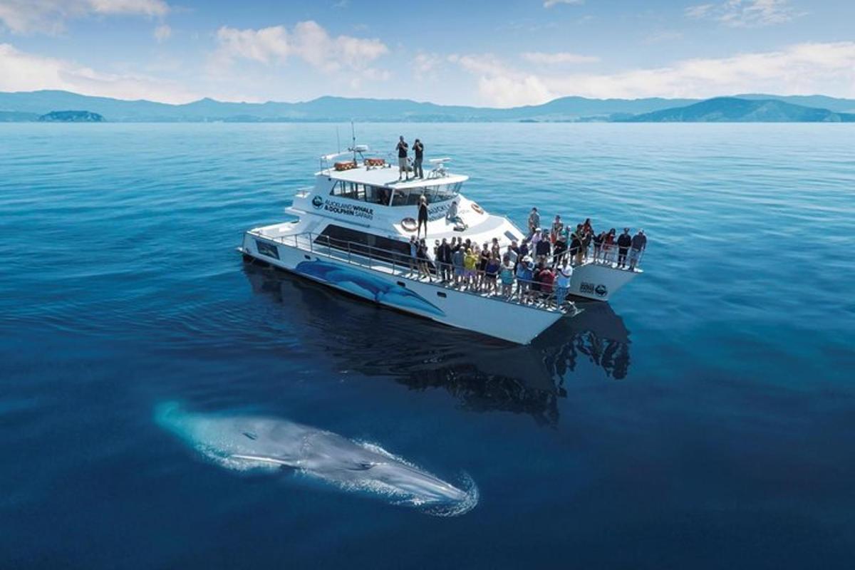a group of people on a boat with a shark in the water
