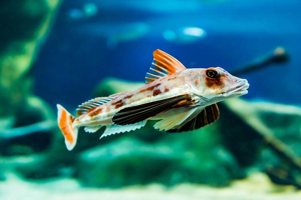 a fish swimming in a tank in an aquarium