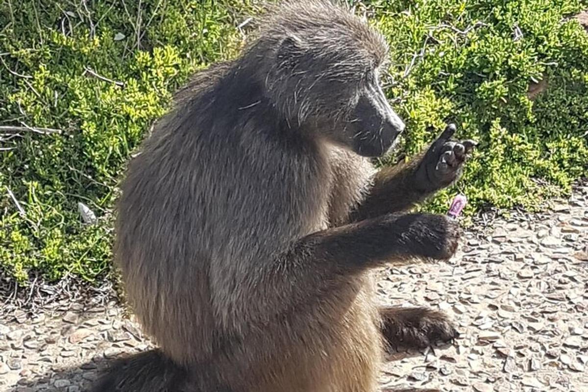 ahv istub maas, käpad õhus