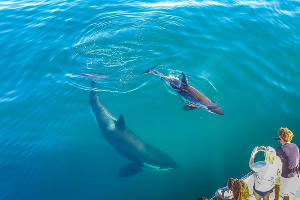 a group of people taking pictures of dolphins in the water