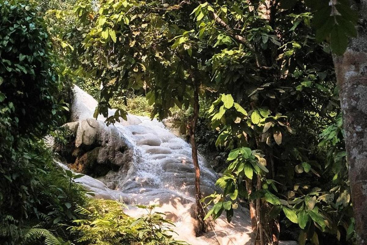 ein Fluss inmitten eines Waldes mit Bäumen
