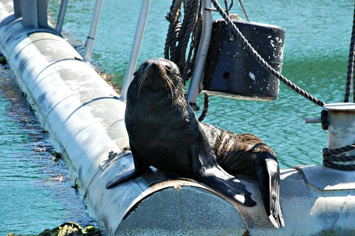 a seal sitting on the side of a boat