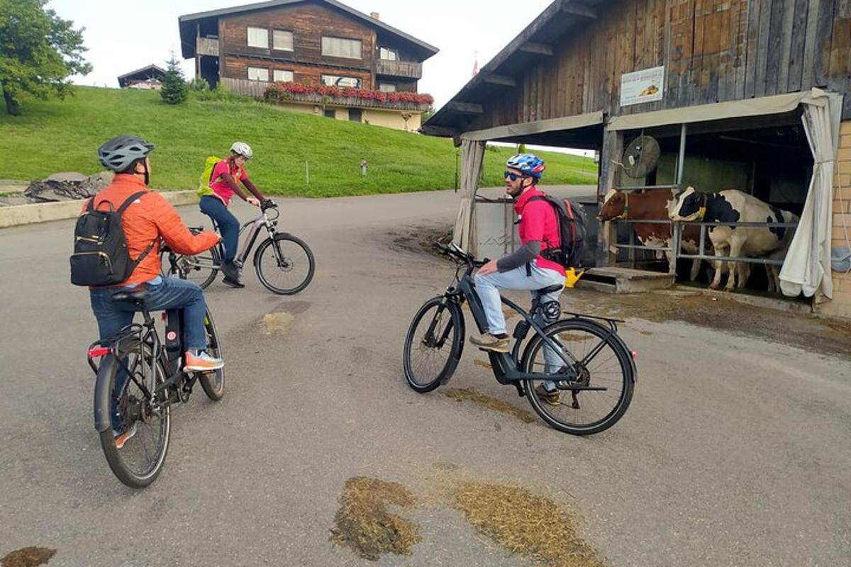 tři lidé jedou na kolech po silnici s kravami