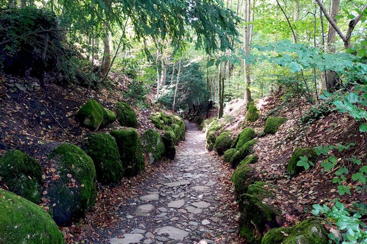 un sentiero attraverso una foresta con rocce coperte di muschio