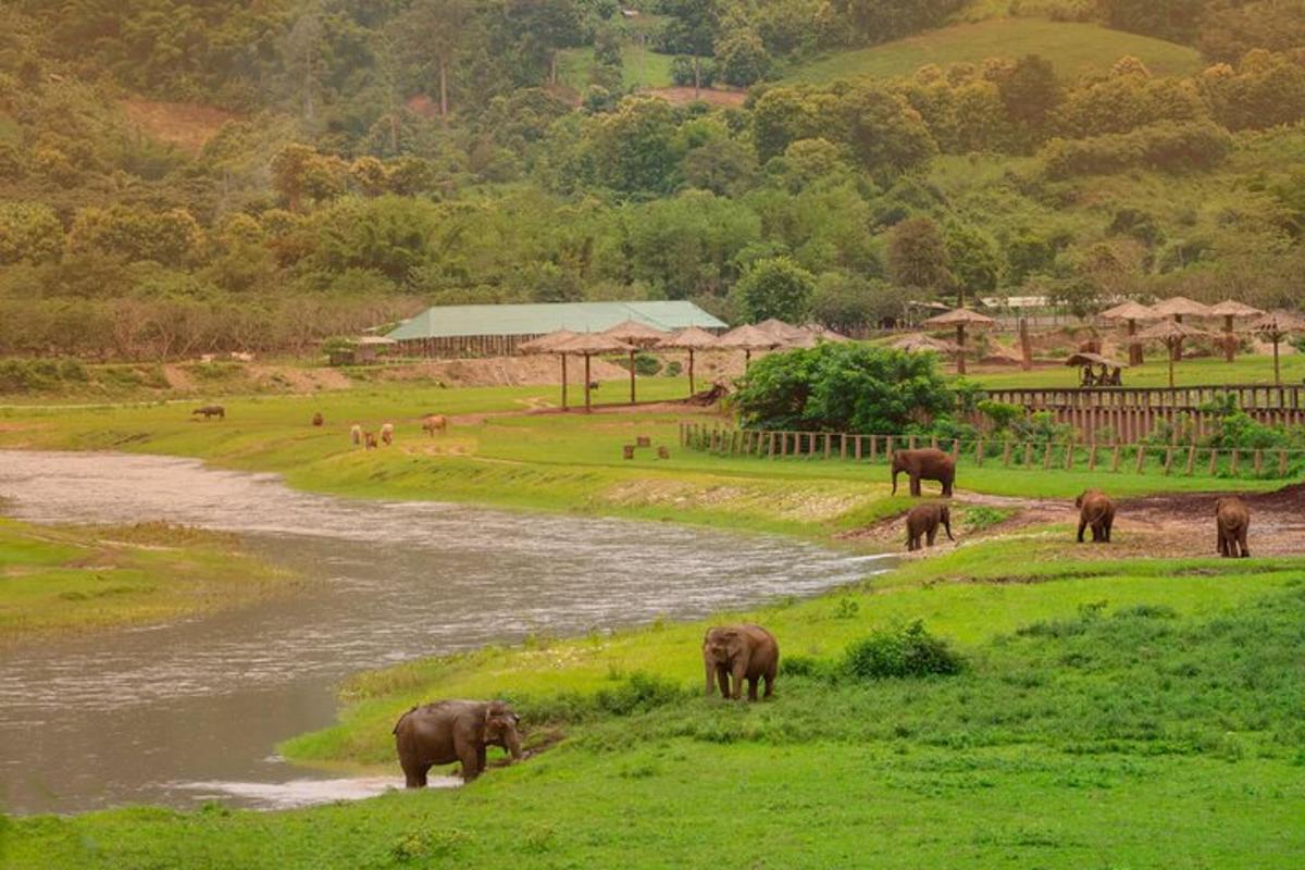 a herd of elephants grazing in a field next to a river