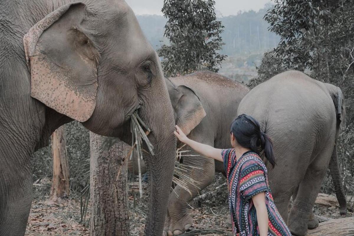 a woman is feeding an elephant with its trunk