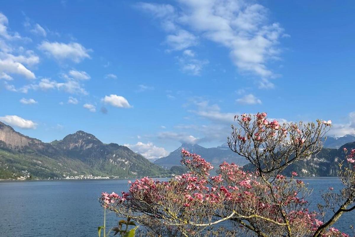 un arbre amb flors roses davant d'una massa d'aigua