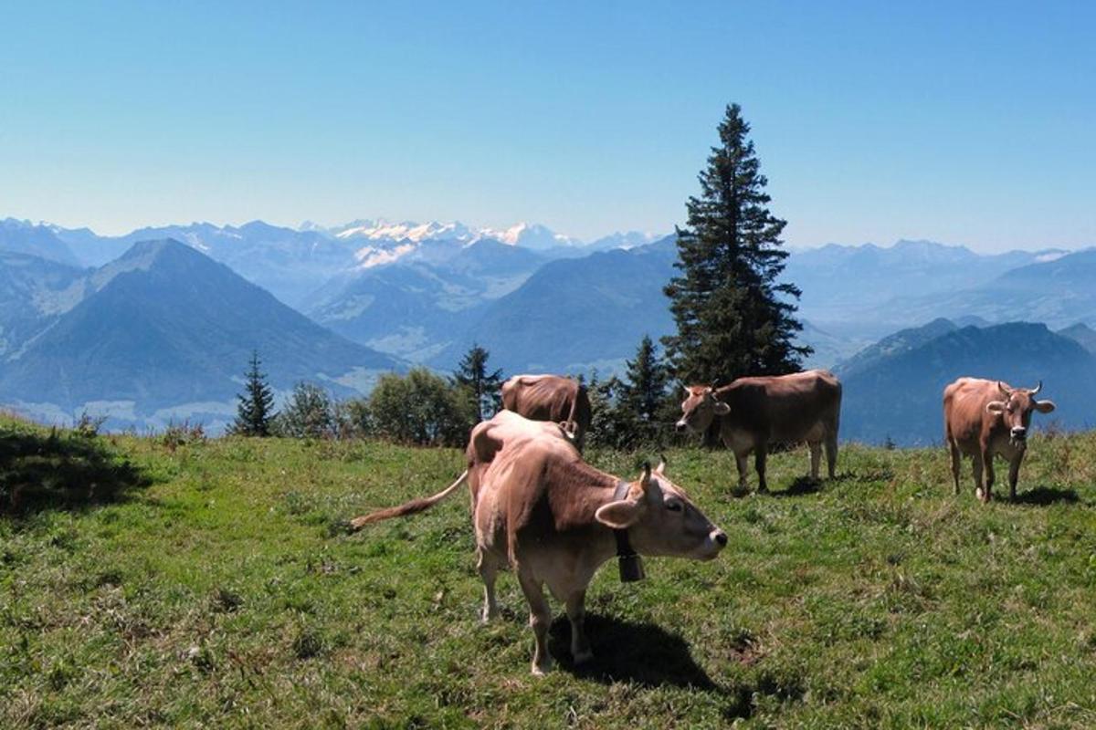 un groupe de vaches debout sur une colline avec des montagnes en arrière-plan