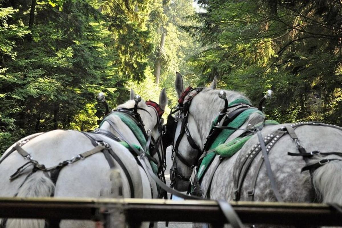 Un grupo de caballos tirando de un carruaje en el bosque.