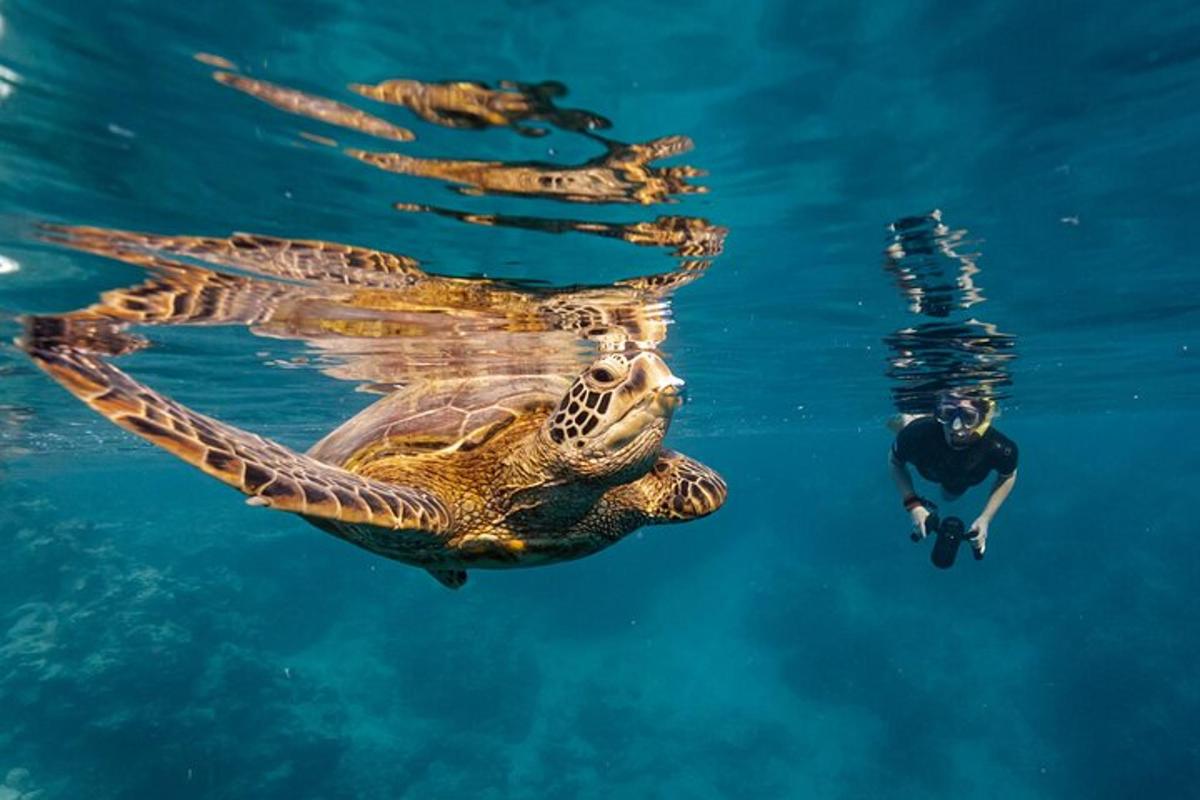 a green sea turtle swimming next to a man in the water