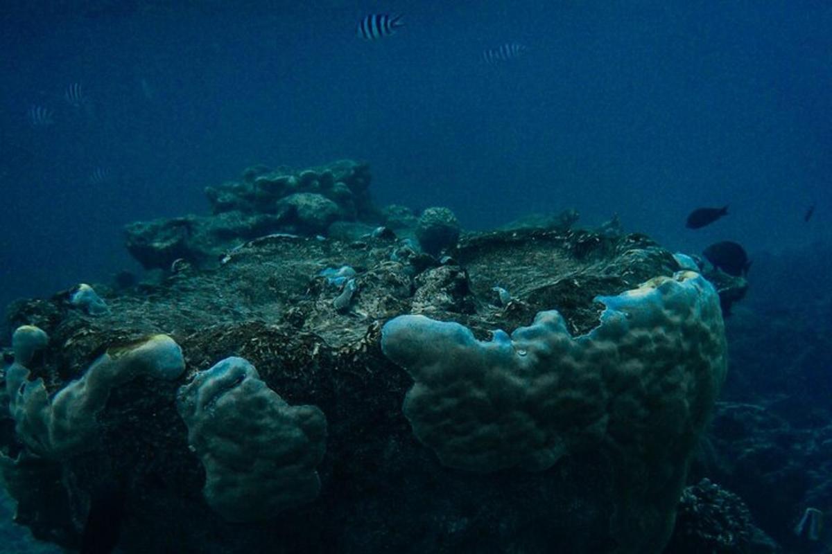 a coral reef with fish in the ocean