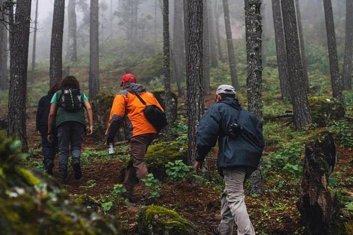 a group of people walking on a trail in the woods