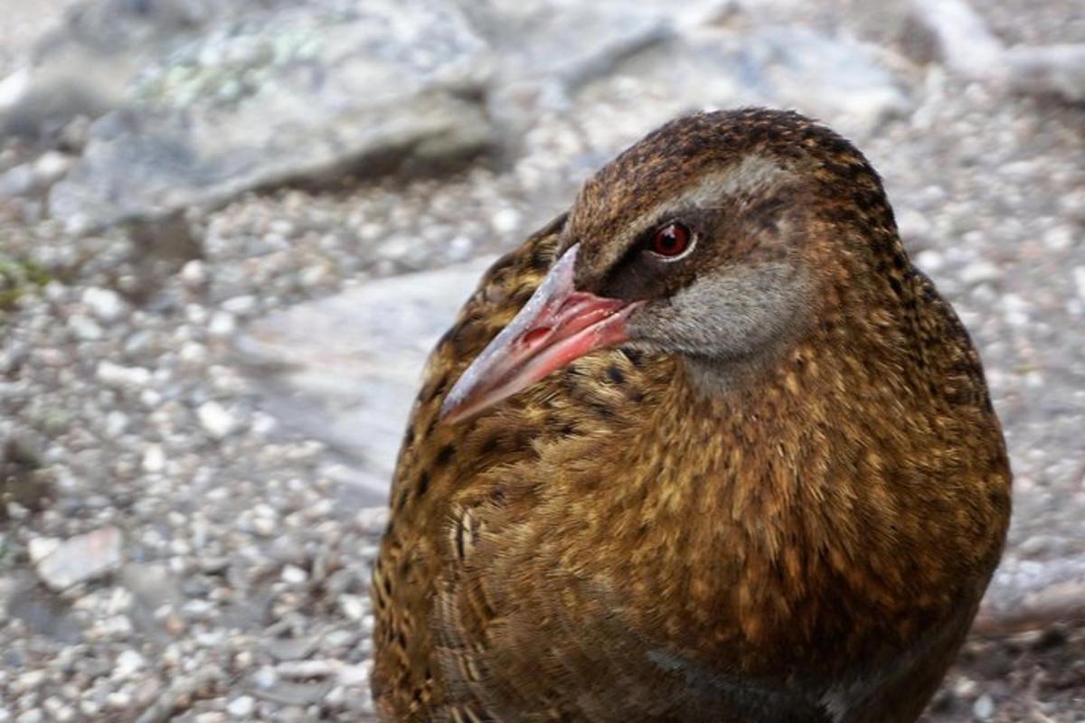a brown bird with its beak open on the ground