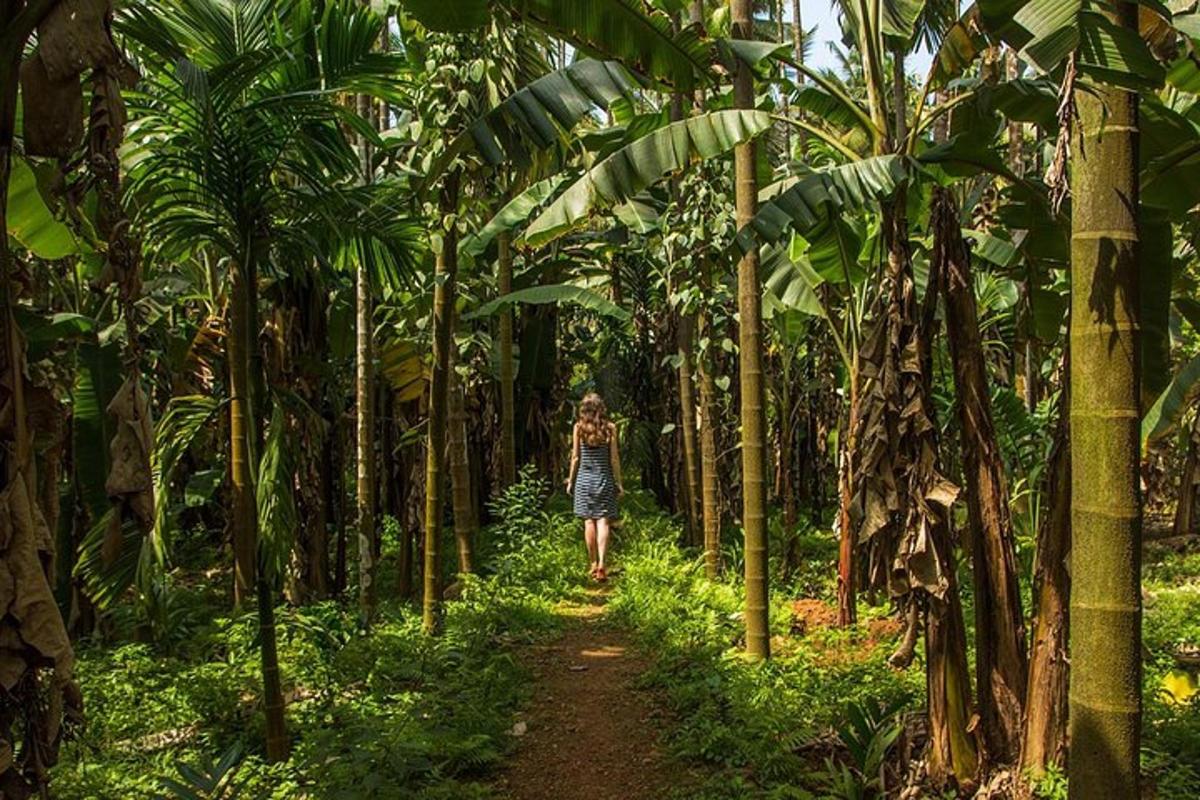 žena kráčející po cestě banánovou plantáží