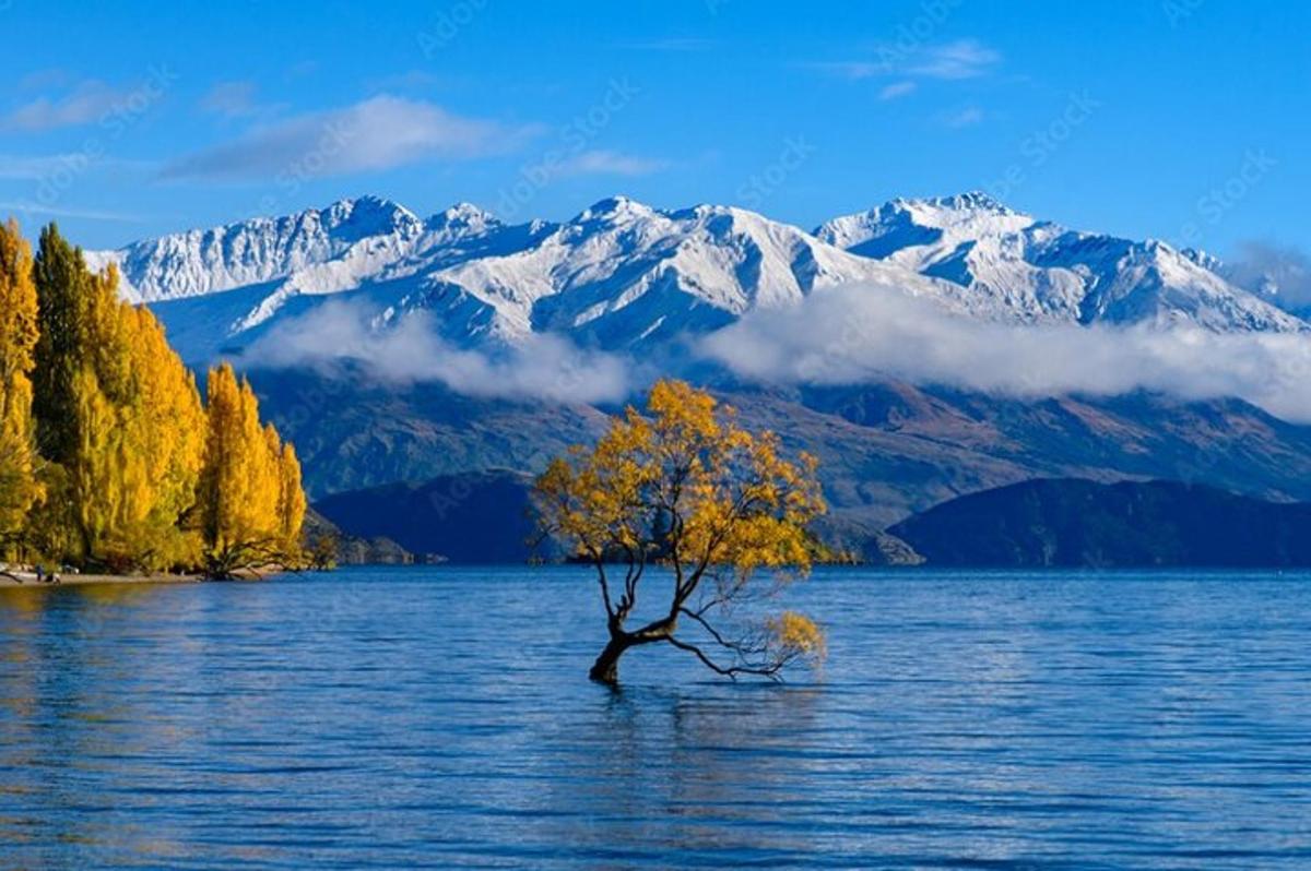 a tree in the middle of a lake with mountains