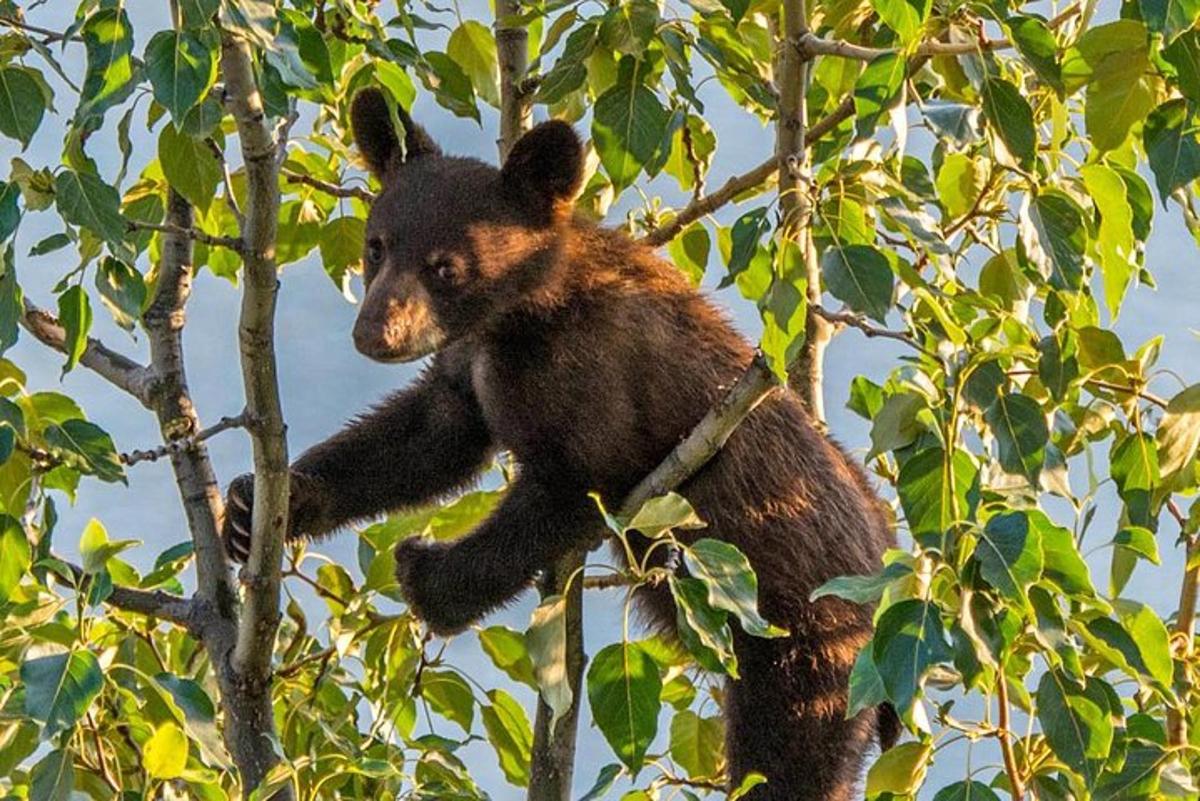 a bear cub sitting on top of a tree