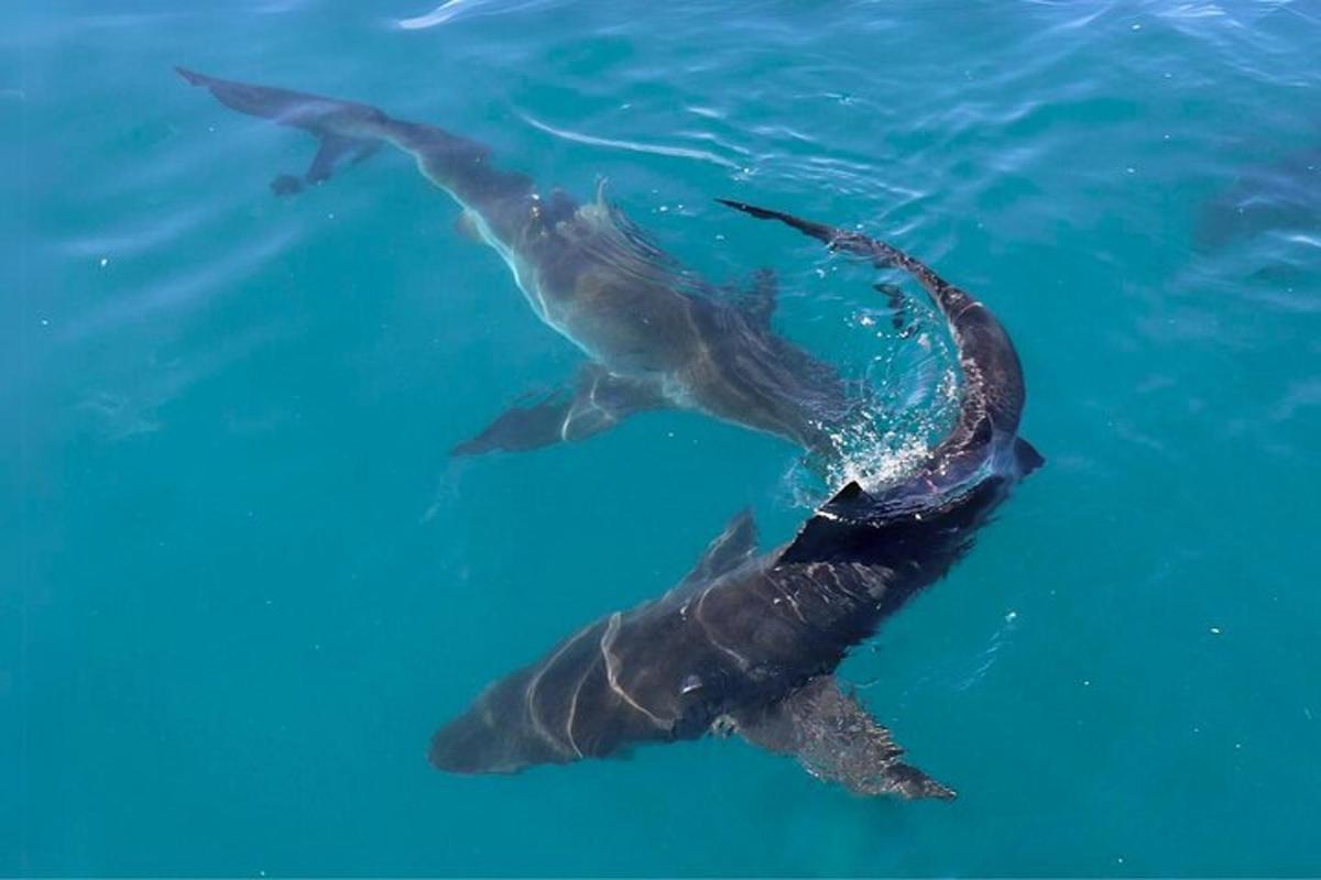 un delfin înotând în apa albastră