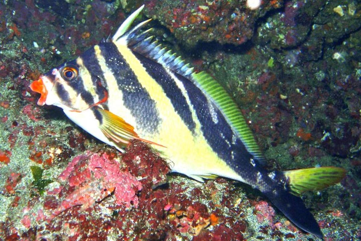 a fish swimming in the water near some rocks