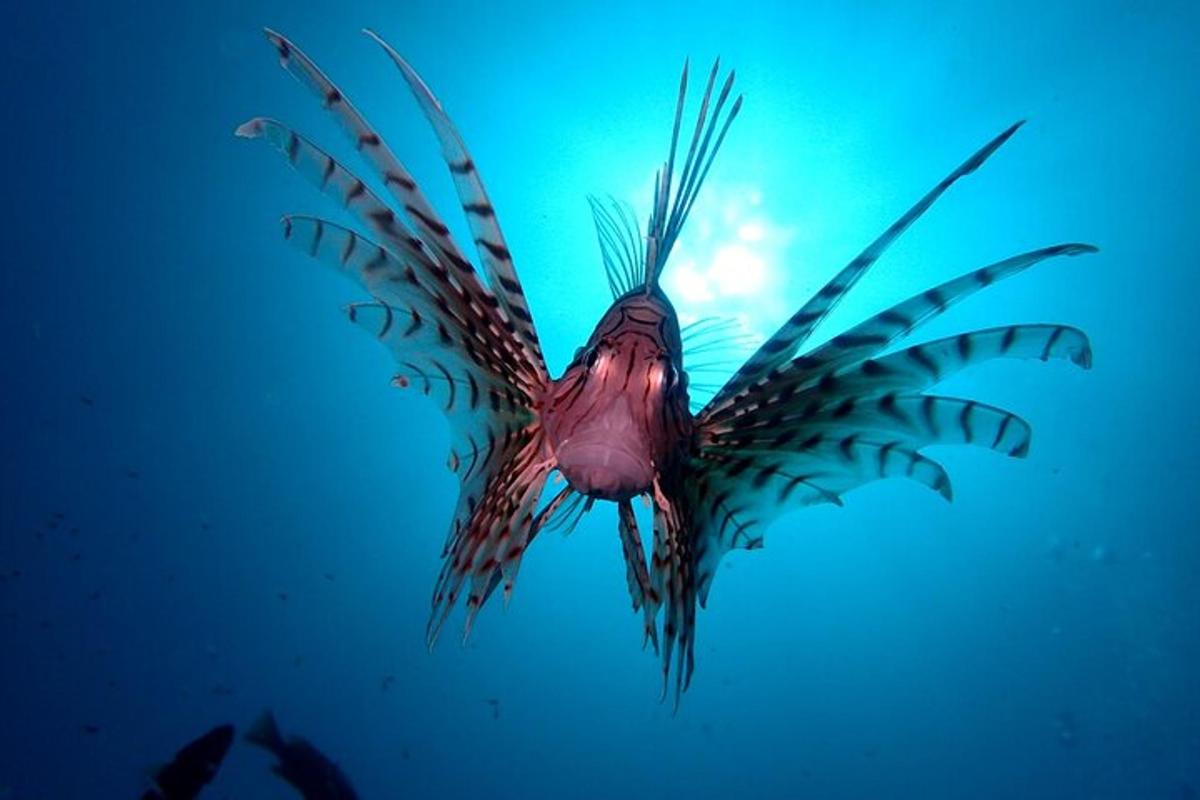 a fish is swimming in the water