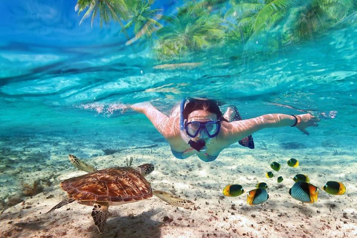 una donna che nuota nell'oceano accanto a una tartaruga