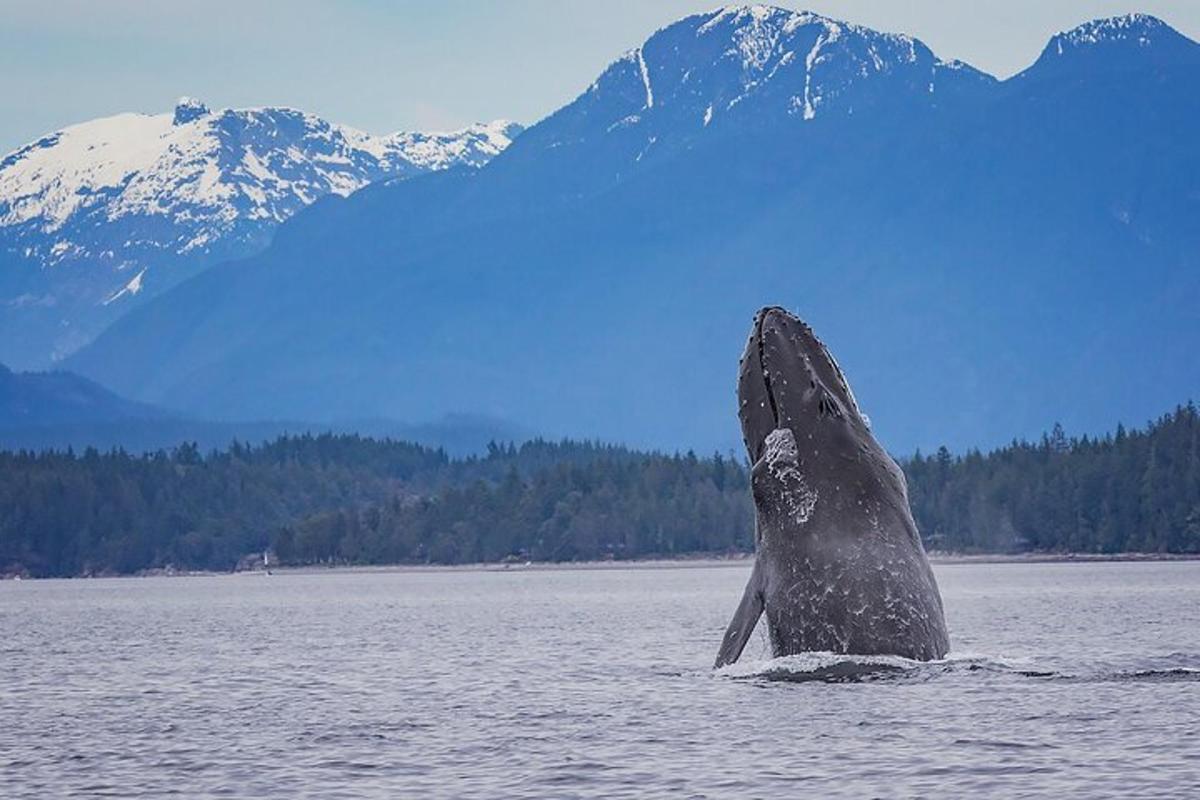 a dolphin in the water with mountains in the background