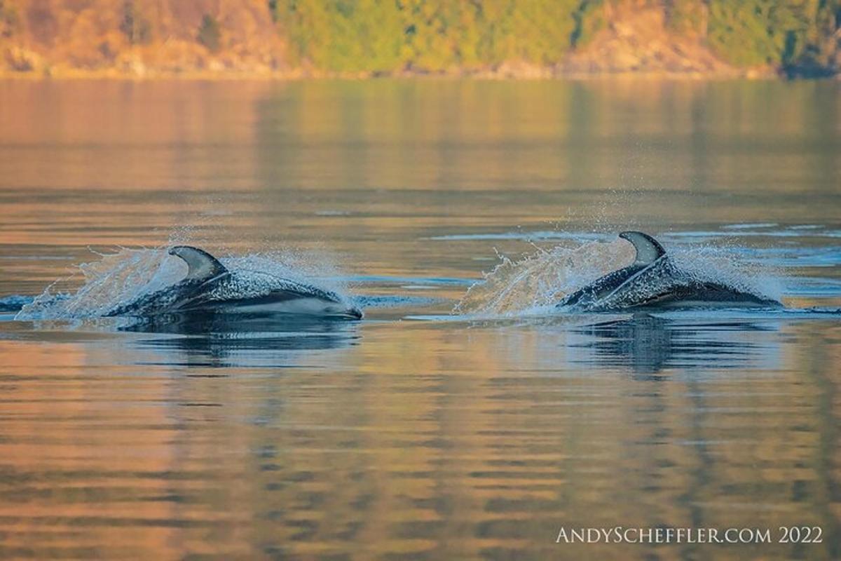 two dolphins swimming in a body of water