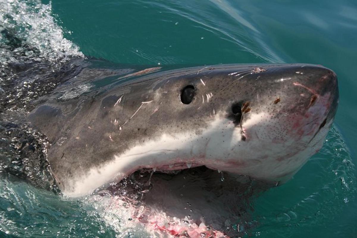 un tiburón ballena nadando en el agua