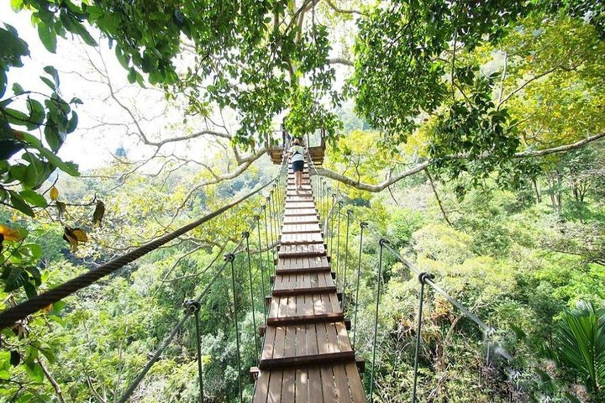 un ponte sospeso tra gli alberi della foresta