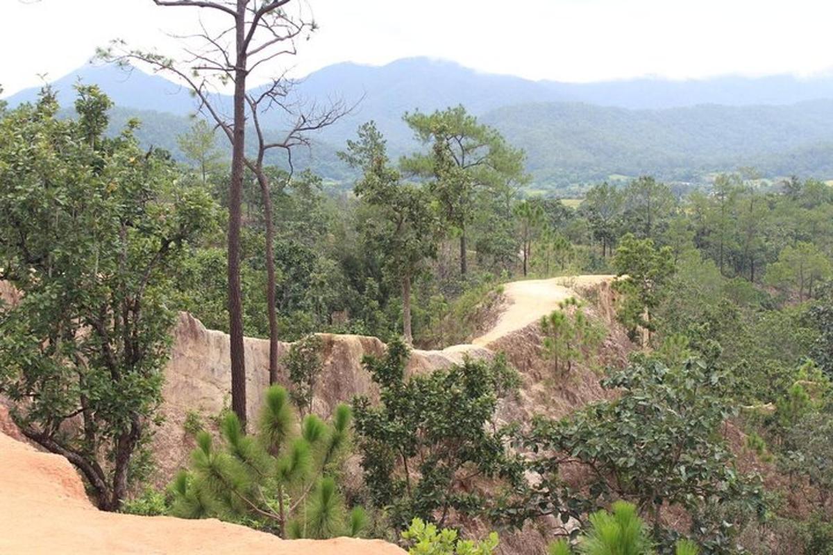una strada sterrata in mezzo a una foresta