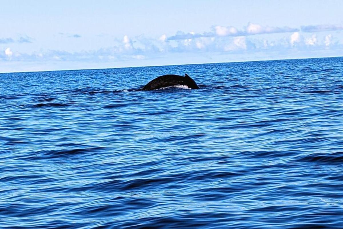 una balena in mezzo a uno specchio d'acqua