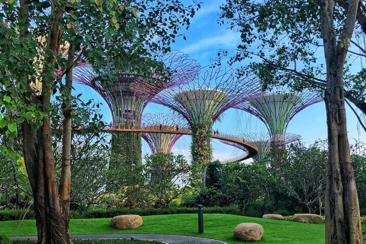 sekumpulan pokok tinggi di taman
