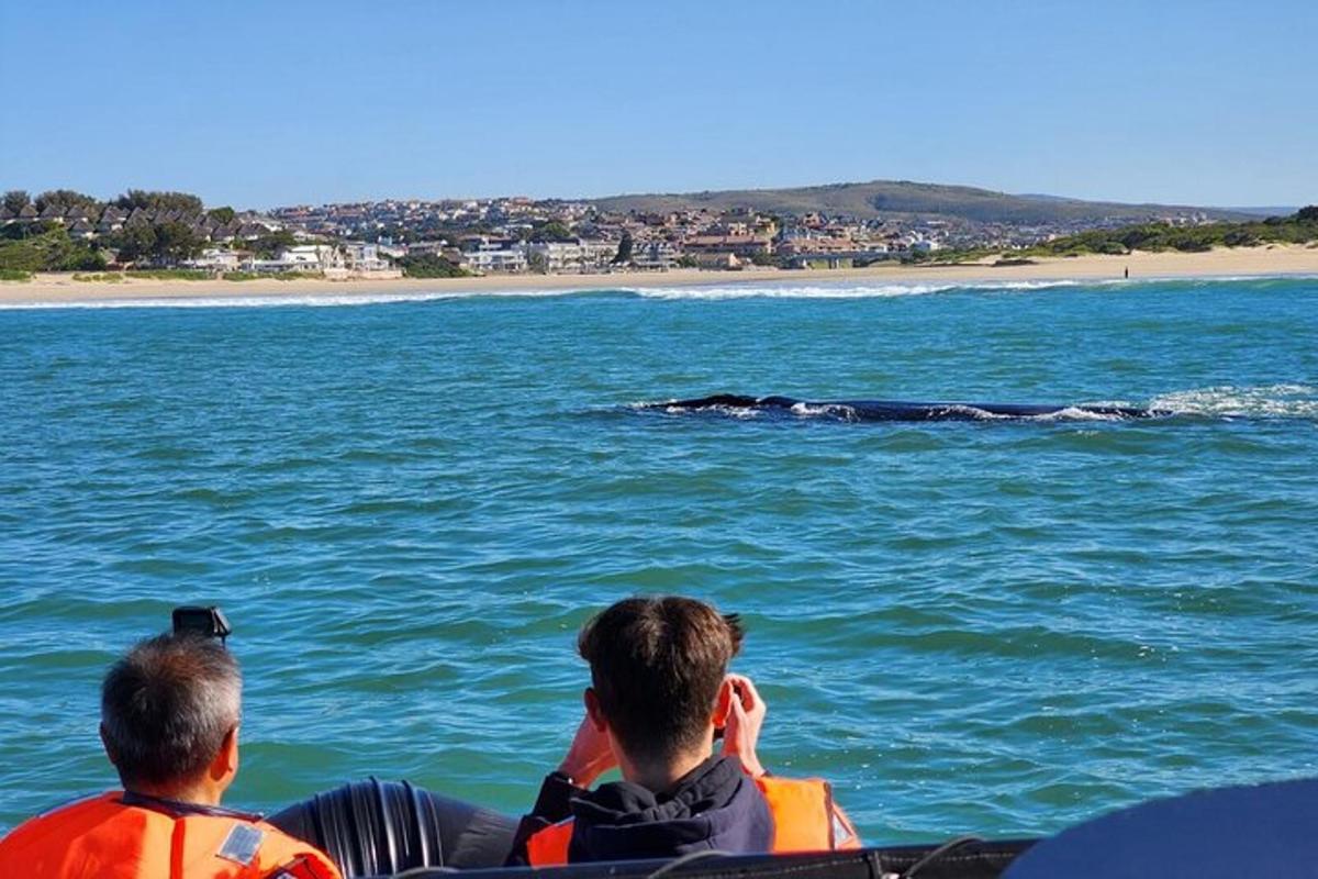 due persone in barca osservano un alligatore nell'acqua