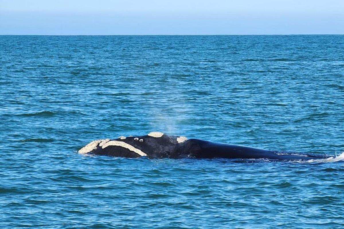 un elefante sta nuotando nell'acqua