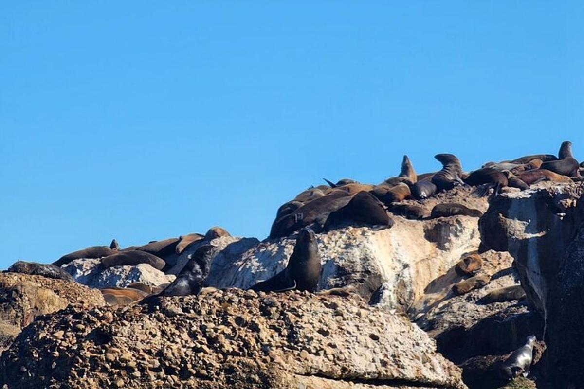 un gruppo di uccelli appollaiati in cima alle rocce