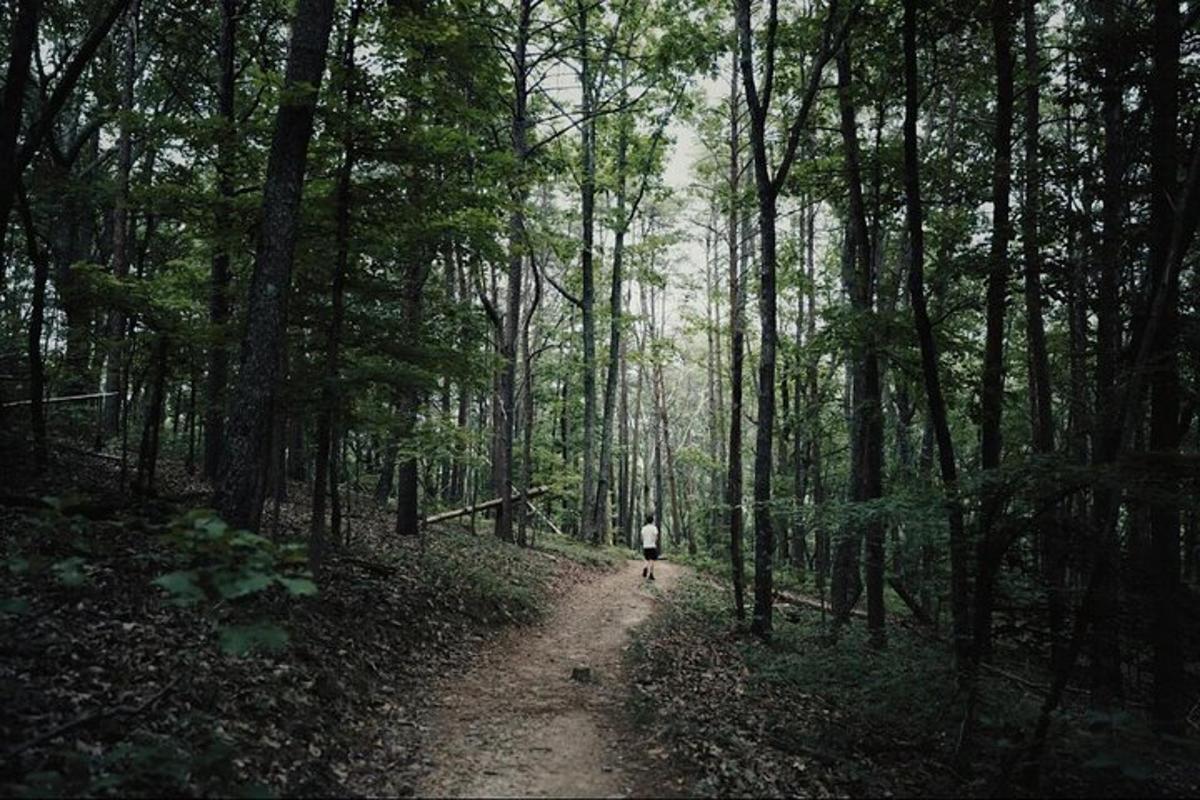 a person walking down a dirt road in a forest