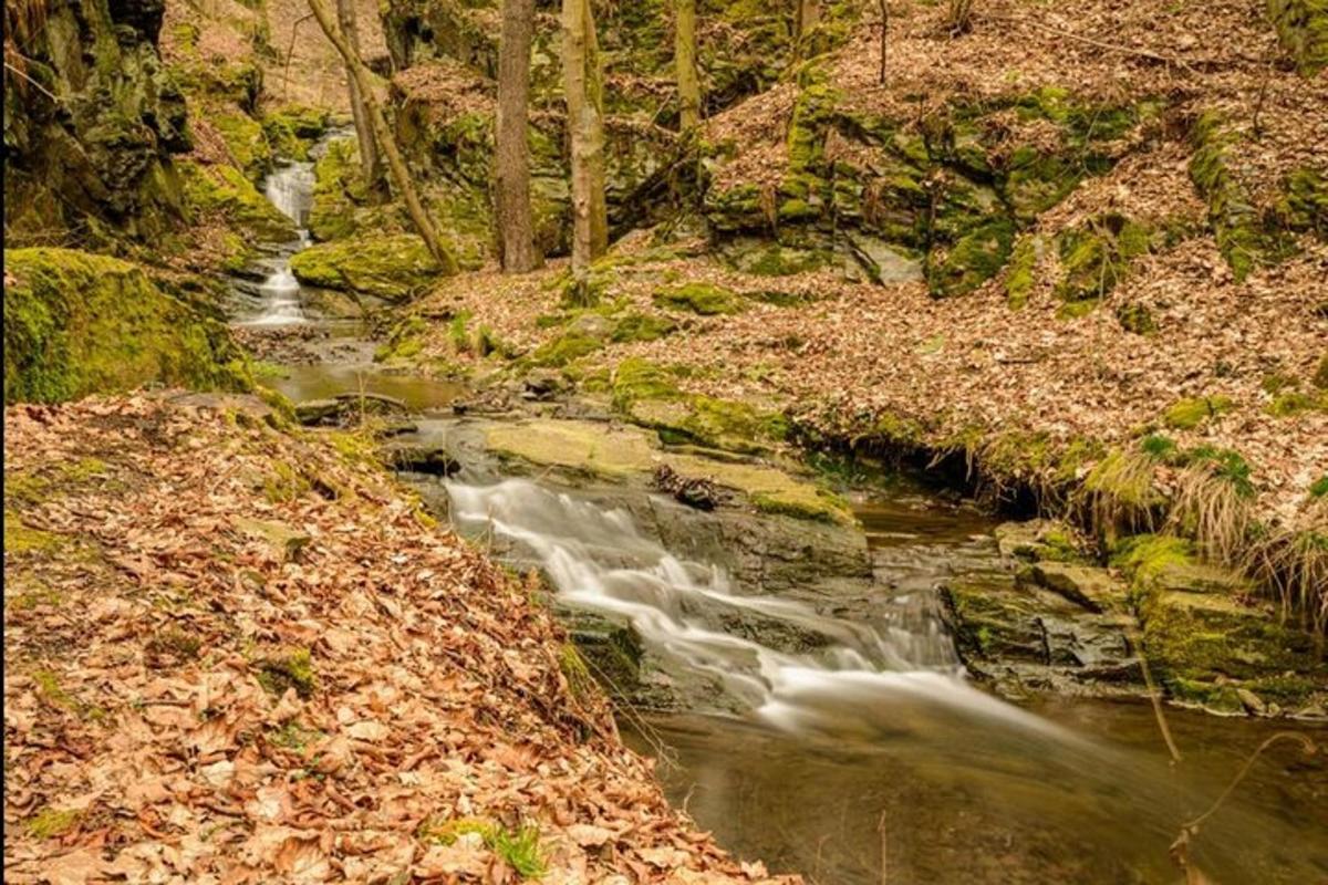 a small stream in the middle of a forest