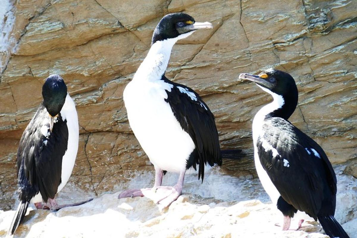 three birds standing on the sand near a rock wall