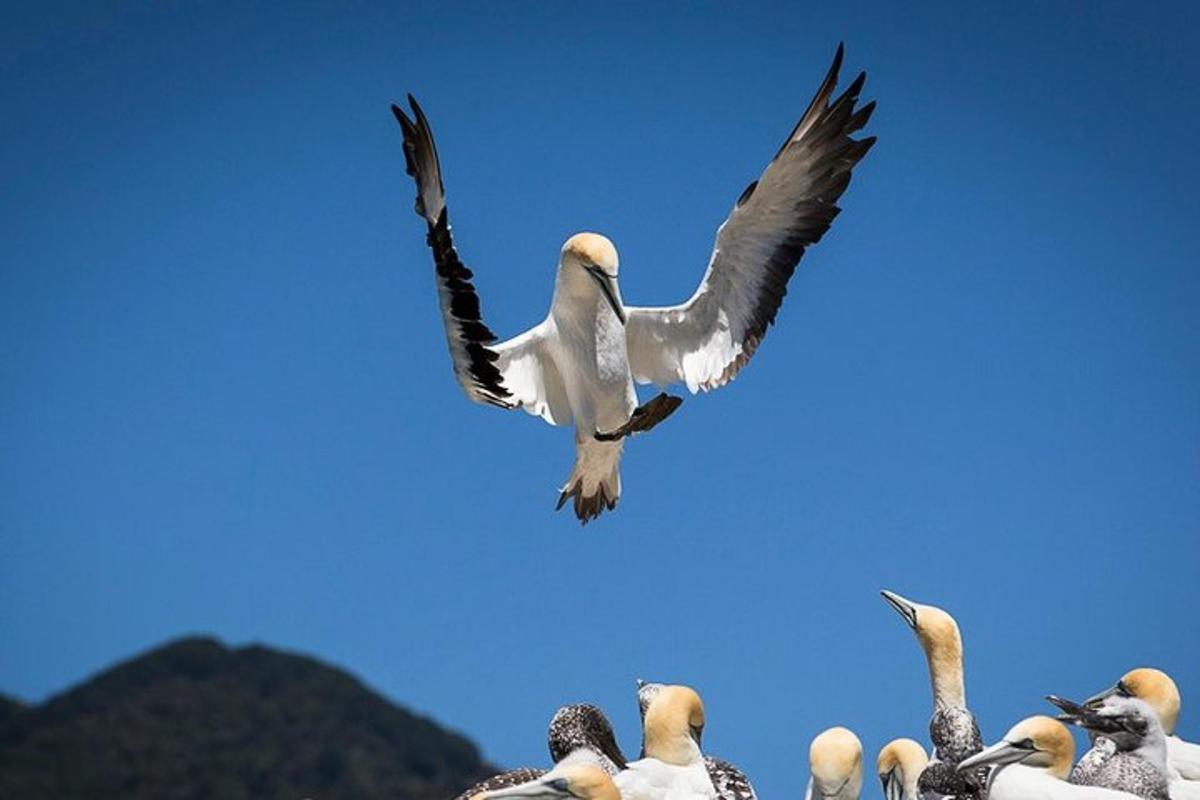 a bird flying over a group of birds