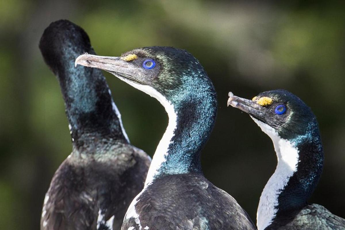 two birds with blue eyes standing next to each other