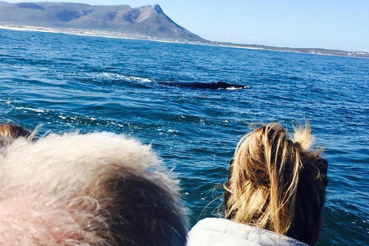 eine Person auf einem Boot, die einen Wal im Wasser beobachtet