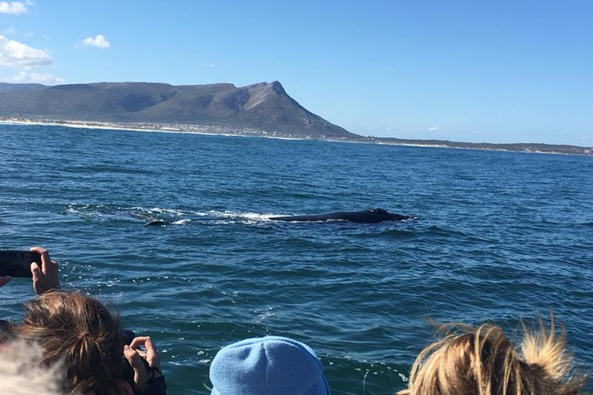Un grupo de personas tomando fotografías de una ballena en el agua.
