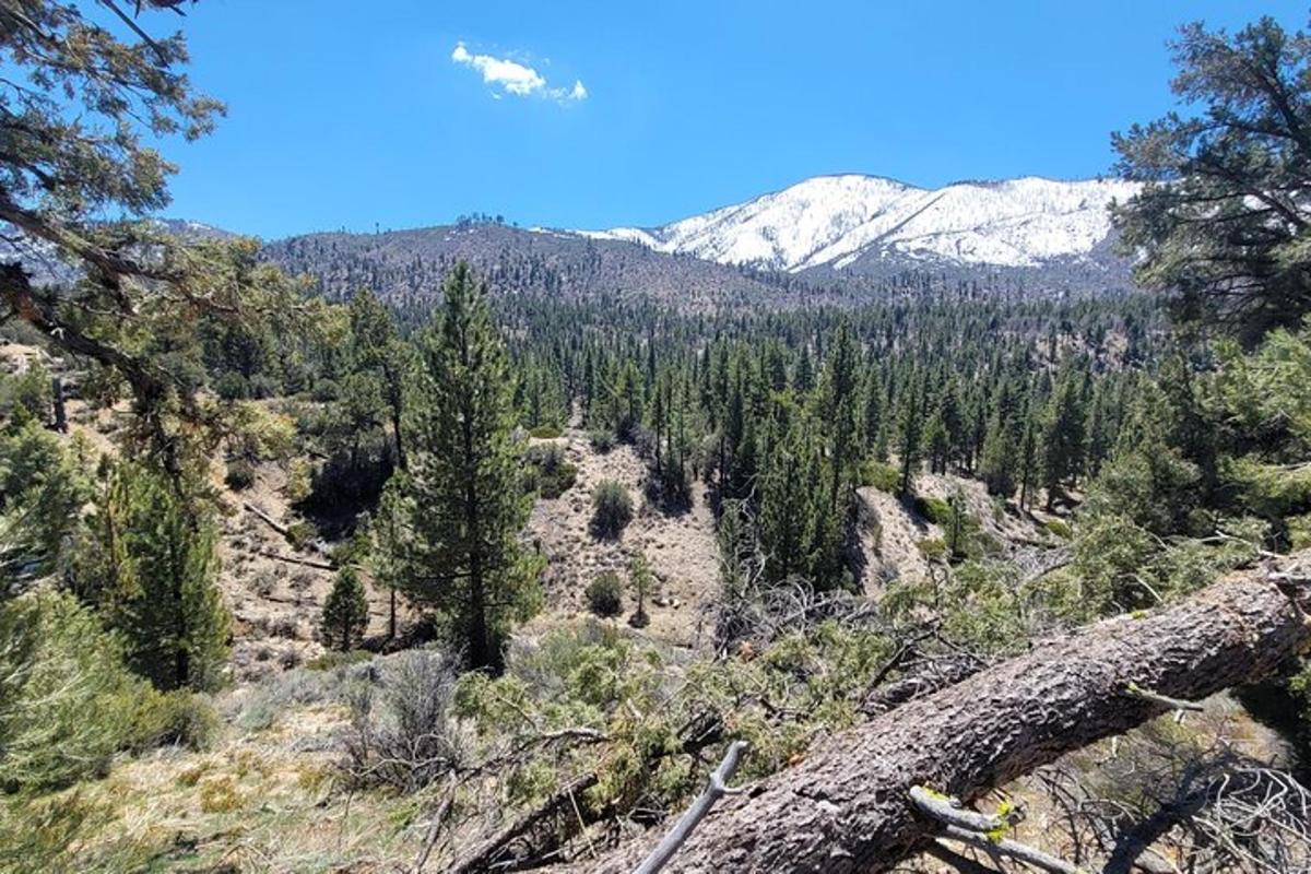 a view of a forest of trees and snow capped mountains