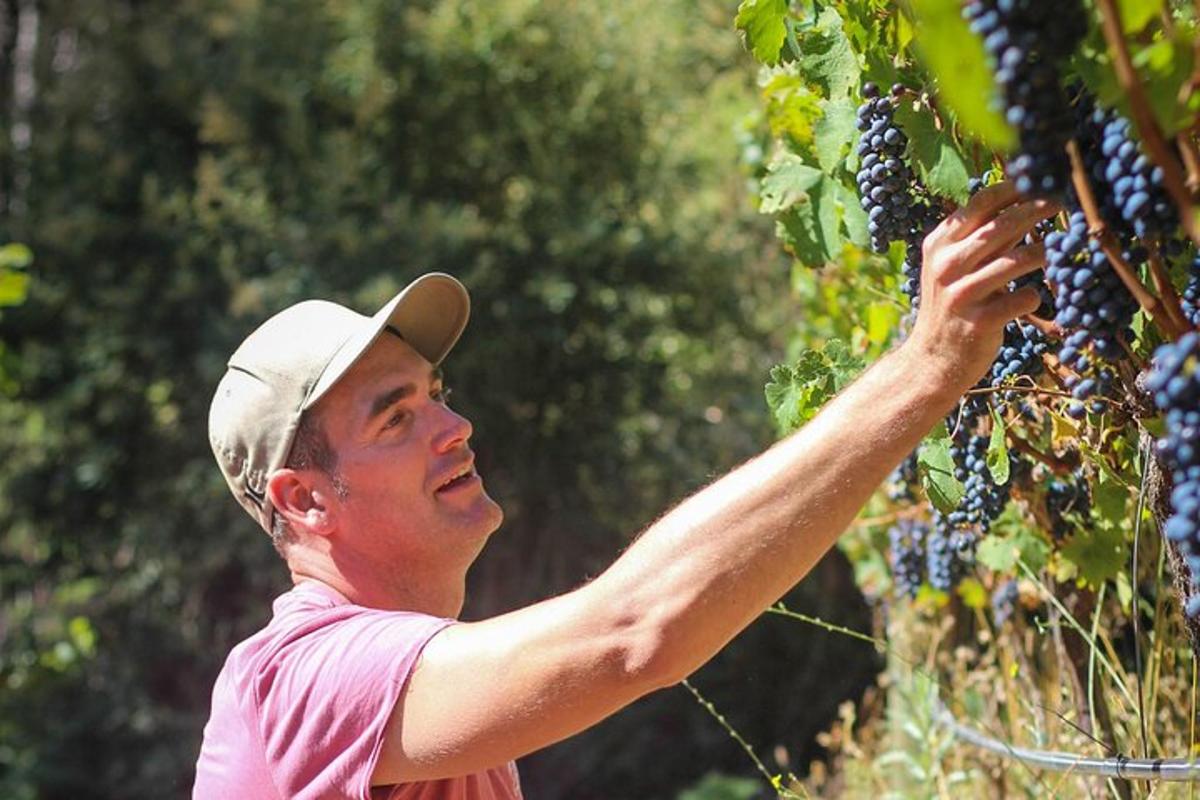 un uomo che si alza per raccogliere l'uva da un albero